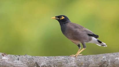 ഇന്ത്യയിൽ നിന്നടക്കം പറന്നെത്തി; 'കുടിയേറ്റ'ക്കാരായ മൈനകൾ ഭീഷണിയാകുന്നു, തുരത്താൻ പദ്ധതികൾ തുടർന്ന് ഖത്തർ