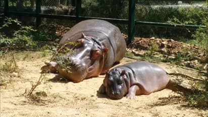 hippopotamus baby born nahargarh biological park jaipur wildlife success