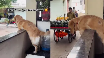 പഴക്കച്ചവടക്കാരൻ വരുന്നതും കാത്ത് നായ, ഇത് അവളുടെ പതിവ്, വൈറലായി ക്യൂട്ട് വീഡിയോ