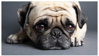 വീട്ടിൽ എളുപ്പത്തിൽ വളർത്താം, ഈ മൃഗങ്ങളെ