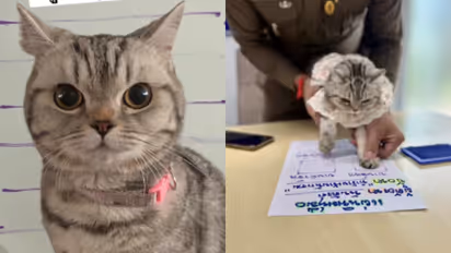 വിശന്നിട്ടാ സാറേ! അനുകൂല പൊലീസ് റിപ്പോർട്ട്, 'ഒപ്പിട്ട്' പൂച്ച സെർ, 'അറസ്റ്റി'ന് ശേഷം ജാമ്യം അനുവദിച്ചു