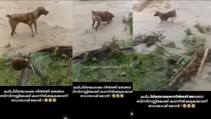 Dog retrieving coconuts from stream during monsoon goes viral, wins hearts online (Watch)