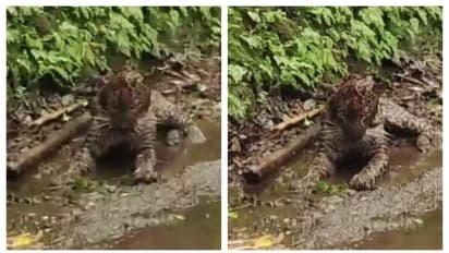 നെല്ലിയാമ്പതിയിൽ റോഡരികിൽ തലക്ക് ​ഗുരുതരമായി പരിക്കേറ്റ നിലയിൽ പുലിയെ കണ്ടെത്തി 