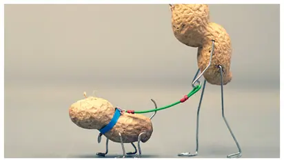 വളർത്ത് നായക്ക് പീനട്ട് കൊടുക്കാറുണ്ടോ? എങ്കിൽ ഇക്കാര്യങ്ങൾ നിങ്ങൾ അറിയാതെ പോകരുത്