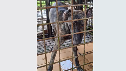 ചെന്നിത്തലയിൽ 5 പേരേ ആക്രമിച്ച തെരുവ് നായക്ക് പേ വിഷബാധ, കടിയേറ്റത് മുൻകേന്ദ്രമന്ത്രിയുടെ ബന്ധുവീട്ടിൽവച്ച്