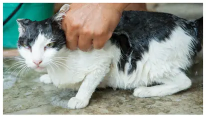 രോഗങ്ങൾക്ക് കൂടുതൽ സാധ്യത; മഴക്കാലത്ത് മൃഗങ്ങളെ വളർത്തുമ്പോൾ ശ്രദ്ധിക്കേണ്ട 5 കാര്യങ്ങൾ 