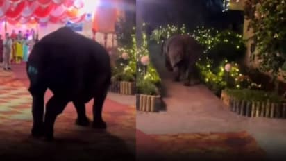 വിവാഹാഘോഷത്തിനിടെ ഒരു അപ്രതീക്ഷിത അതിഥി, വൈറലായി വീഡിയോ 