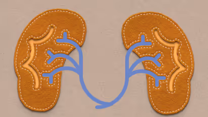 വൃക്ക രോഗങ്ങളെ തടയാന്‍ കഴിക്കേണ്ട ഭക്ഷണങ്ങള്‍