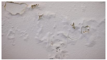 പൂപ്പലും പായലും പിടിച്ച് വീട് വൃത്തികേടായോ? എങ്കിൽ ഇക്കാര്യങ്ങൾ ശ്രദ്ധിക്കൂ