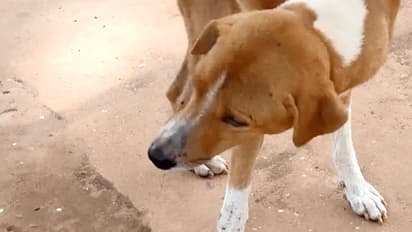 Betul dog cruelty case