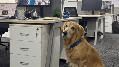 ചീഫ് ഹാപ്പിനെസ് ഓഫീസറായി നായ, വൈറലായി പോസ്റ്റ്, കയ്യടിച്ച് നെറ്റിസൺസ് 