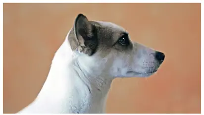 നായ്ക്കളെ വളർത്തുമ്പോൾ ശ്രദ്ധിക്കേണ്ട 4 കാര്യങ്ങൾ