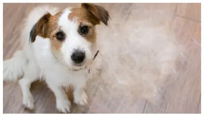 വളർത്ത് നായയുടെ രോമങ്ങൾ കൊഴിയുന്നുണ്ടോ? മഴക്കാലത്ത് ശ്രദ്ധിക്കേണ്ട കാര്യങ്ങൾ ഇതാണ്