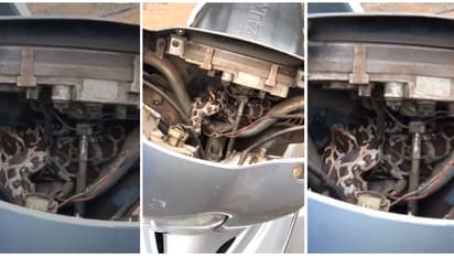 വർക്ക്‌ഷോപ്പിൽ നിർത്തിയിട്ട സ്‌കൂട്ടറിൽ ചുറ്റിയിരിക്കുന്ന ആളെ കണ്ട് ഞെട്ടൽ, പെരുമ്പാമ്പിനെ പിടികൂടി  