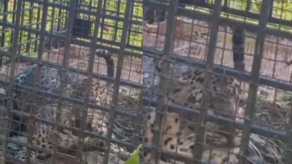 കെണി വെച്ചത് കാളികാവിലെ ആളെക്കൊല്ലി കടുവക്ക്, കുടുങ്ങിയത് പുലി; ആശങ്കയോടെ നാട്ടുകാർ, കടുവ കാണാമറയത്ത്