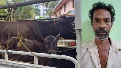 മുൻ അന്തേവാസി, അത്യാവശ്യത്തിന് അടിച്ച് മാറ്റിയത് സ്നേഹധാരയിലെ പശുവിനെയും കിടാവിനേയും, 54കാരൻ പിടിയിൽ