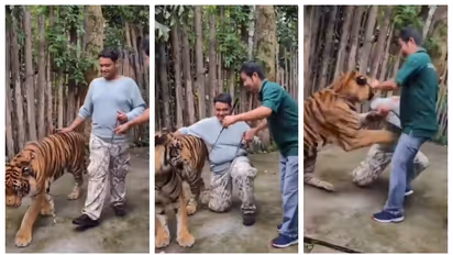 ഫോട്ടോ എടുക്കുന്നതിനിടെ ഇന്ത്യന്‍ വിനോദ സഞ്ചാരിയ്ക്ക് നേരെ കടുവയുടെ ആക്രമണം; സംഭവം തായ്‍ലന്‍ഡിൽ