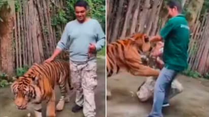 VIDEO : बिल्ली समजा क्या... फुकेटमध्ये सेल्फी घेताना वाघाचा भारतीय पर्यटकावर हल्ला