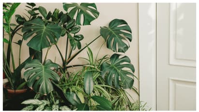 വീട്ടിൽ എളുപ്പത്തിൽ വളർത്താം സുന്ദരി മോൻസ്ട്ര