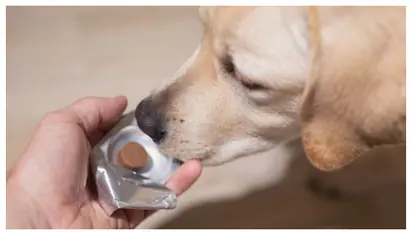 മഴക്കാലത്ത് നായ്ക്കൾക്ക് വരുന്ന പട്ടുണ്ണിപ്പനിയെ തടയാൻ ചെയ്യേണ്ട 5 കാര്യങ്ങൾ