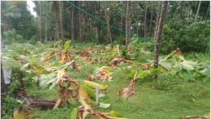 250ലേറെ വാഴകള് വെട്ടിനശിപ്പിച്ച നിലയിൽ: ഒഞ്ചിയത്ത് ബോധപൂര്വം കുഴപ്പമുണ്ടാക്കാനുള്ള ശ്രമമെന്ന് ആരോപണം