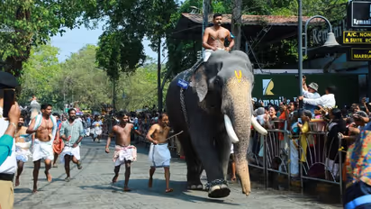 ആനയോട്ടത്തിൽ കരുത്തുകാട്ടാൻ ഇനി ഗോപികണ്ണനില്ല, മദപ്പാടിലായിരുന്ന കൊമ്പൻ ചരിഞ്ഞു