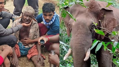 വീണ്ടും കാട്ടാനക്കലി, പാലക്കാട് കാട്ടാന ആക്രമണത്തിൽ പരിക്കേറ്റയാൾ മരിച്ചു 