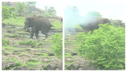  7 മണിക്കൂർ നീണ്ട ദൗത്യം വിജയം; കഞ്ചിക്കോട് രണ്ടാഴ്ചയായി ജനവാസ മേഖലയിലുണ്ടായിരുന്ന കാട്ടാനയെ ഒടുവിൽ തുരത്തി