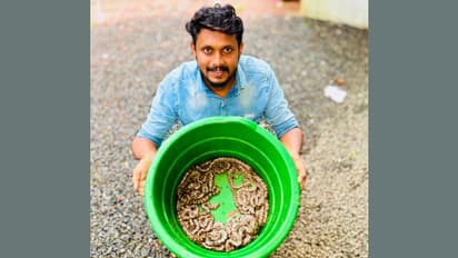 പൊന്നുപോലെ നോക്കി 14 ദിവസം കൊണ്ട് വിരിയിച്ചെടുത്തു, ശിഹാബിന് കൂട്ടായി 23  പെരുമ്പാമ്പിൻ കുഞ്ഞുങ്ങൾ!