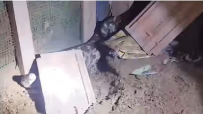 രാവിലെ വീട്ടുകാർ കേട്ടത് അസാധാരണ കരച്ചിൽ; കോഴിക്കൂട്ടിൽ നോക്കിയപ്പോൾ കരിങ്കോഴിയെ അടക്കം വിഴുങ്ങി ഭീമൻ അതിഥി