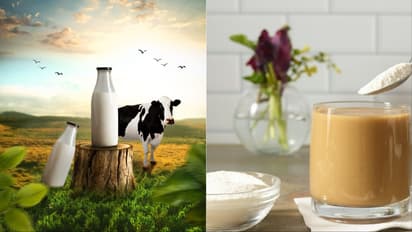 milk day 2025 Difference between dairy milk and powdered milk