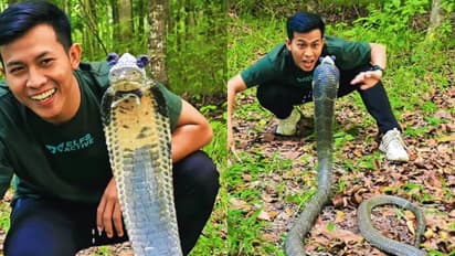 രാജവെമ്പാലയുടെ തലയിൽ നെയ്തെടുത്ത തൊപ്പി, വാലിൽ പിടിച്ചും പ്രകോപിപ്പിച്ചും യുവാവ്, അമ്പരപ്പിക്കുന്ന വീഡിയോ