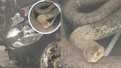 കാറിൽ അത്യുഗ്രൻ പാമ്പ്, 3 മീറ്റർ നീളം, പൊലീസിനെ കണ്ടപ്പോൾ വട്ടംചുറ്റി, ഒടുവിൽ കാർ പൊളിച്ച് രക്ഷാപ്രവർത്തനം