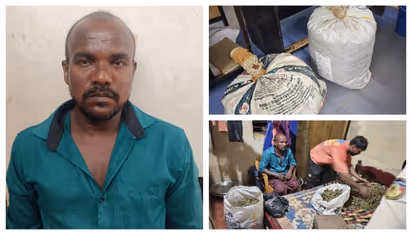 സൂക്ഷിച്ചിരുന്നത് ബെഡ്റൂമിലെ കട്ടിലിനടിയിൽ രണ്ട്മൂന്ന് ചാക്കുകെട്ടുകൾ; മഞ്ചേശ്വരത്ത് 33 കിലോ കഞ്ചാവ് പിടികൂടി