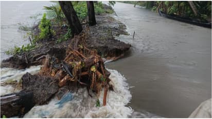 കർഷകർക്ക് കണ്ണീർ, 480 ഏക്കർ വിസ്തൃതിയിലുള്ള വെട്ടിക്കരി പാടത്ത് രണ്ടാം കൃഷിക്കുള്ള ഒരുക്കത്തിനിടെ മട വീണു