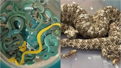 എയർപോർട്ടിലെ പതിവ് കസ്റ്റംസ് പരിശോധന, യാത്രക്കാരന്റെ ബാഗ് തുറന്നപ്പോൾ ഞെട്ടി; ഇഴഞ്ഞു നീങ്ങുന്ന വിഷപ്പാമ്പുകൾ