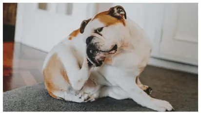 വളർത്ത് മൃഗങ്ങളിൽ അലർജി ഉണ്ടാവാനുള്ള കാരണങ്ങൾ ഇതാണ് 