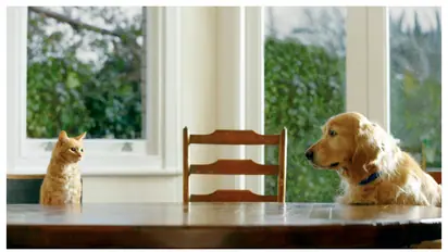 വെള്ളവും ഭക്ഷണവുമില്ല അവസ്ഥ വളരെ മോശം, 29 മൃഗങ്ങൾ വളർന്നത് മലമൂത്രത്തിനിടയിൽ; ദമ്പതികൾക്ക് മൃഗസംരക്ഷണ വിലക്ക്