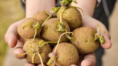 Is eating sprouted onions safe