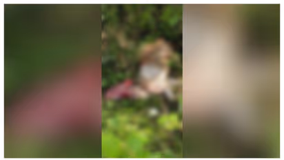 ഉച്ചയ്ക്ക് ഉഷ നോക്കിയപ്പോൾ രണ്ടെണ്ണത്തിൽ ഒരാടിനെ കാണാനില്ല; അന്വേഷിച്ചപ്പോൾ ചത്ത നിലയിൽ, പുലിയെന്ന് സംശയം