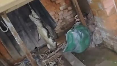 അര്ധരാത്രി വീട്ടുകാര് നല്ല ഉറക്കം, ശബ്ദം കേട്ട് ഉണർന്നപ്പോൾ കണ്ട കാഴ്ച, ക്ഷണിക്കാതെ എത്തി അപ്രതീക്ഷിത അതിഥി