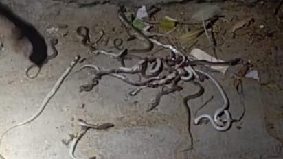 കിടക്ക വിരിക്കുന്നതിനിടെ ശബ്ദം, നോക്കിയപ്പോൾ ഒരു പാമ്പ്, തല്ലിക്കൊന്നു; പിന്നാലെ കണ്ടത് നൂറോളം പാമ്പുകളെ