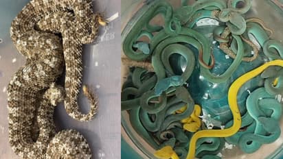 തായ്ലാൻഡിൽ നിന്ന് മുംബൈയിൽ വിമാനം ഇറങ്ങിയ യാത്രക്കാരൻ പരിശോധനയിൽ ബാഗ് തുറന്നു, അകത്ത് നിറയെ വിഷപ്പാമ്പുകൾ