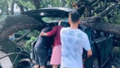 അല്പം ചരിഞ്ഞത് കണ്ടു, ഇത്ര വലിയ പണി പ്രതീക്ഷിച്ചില്ല; വന് മരം കടപുഴകി വീണ് സ്കൂട്ടര് യാത്രികന് പരിക്ക്