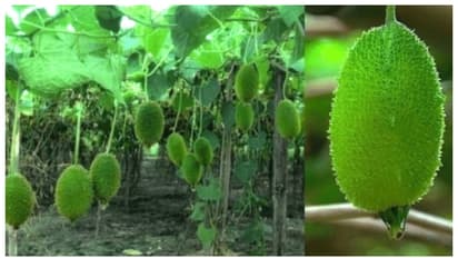 ഈ ചെടിയ്ക്ക് പാമ്പിന് വിഷത്തെ നിര്വീര്യമാക്കാന് കഴിവുണ്ടോ?