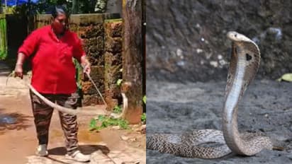 ഓഫീസിലേക്ക് ഇറങ്ങിയതേ ഒള്ളൂ, പിന്നിലൊരു ശബ്ദം, അലറി വിളിച്ച് യുവതി, രക്ഷകയായി ഉഷ, ബാഗിലാക്കിയത് അഞ്ചടി വീരനെ