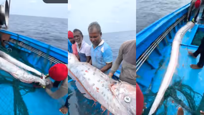 വൻ ദുരന്ത സൂചന ? തമിഴ്നാട് തീരത്ത് 'ഡോംസ്ഡേ ഫിഷ്', ജപ്പാനിൽ സുനാമിക്കും ഭൂകമ്പത്തിനും മുമ്പ് കണ്ട അതേ മത്സ്യം!