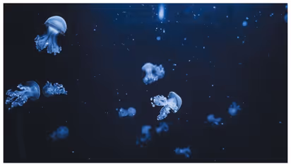 കടലിന്‍റെ നിറം മാറുന്നു;  അടിത്തട്ടില്‍ വലിയ ദുരന്തം മറഞ്ഞിരിക്കുന്നെന്ന് മുന്നറിയിപ്പ് 