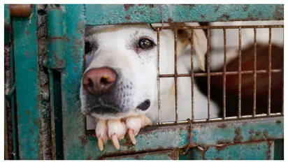 സാമ്പത്തിക ബുദ്ധിമുട്ട്; നൈജീരിയക്കാർ വളർത്തുമൃഗങ്ങളെ ഉപേക്ഷിക്കുന്നു