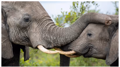 എണ്ണം കൂടി, 200 ആനകളെ കൊന്ന് മാംസം തദ്ദേശീയര്ക്ക് വിൽക്കാന് സിംബാവെ